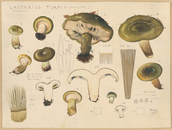Lactarius turpis Weinm 1836 1915 1945