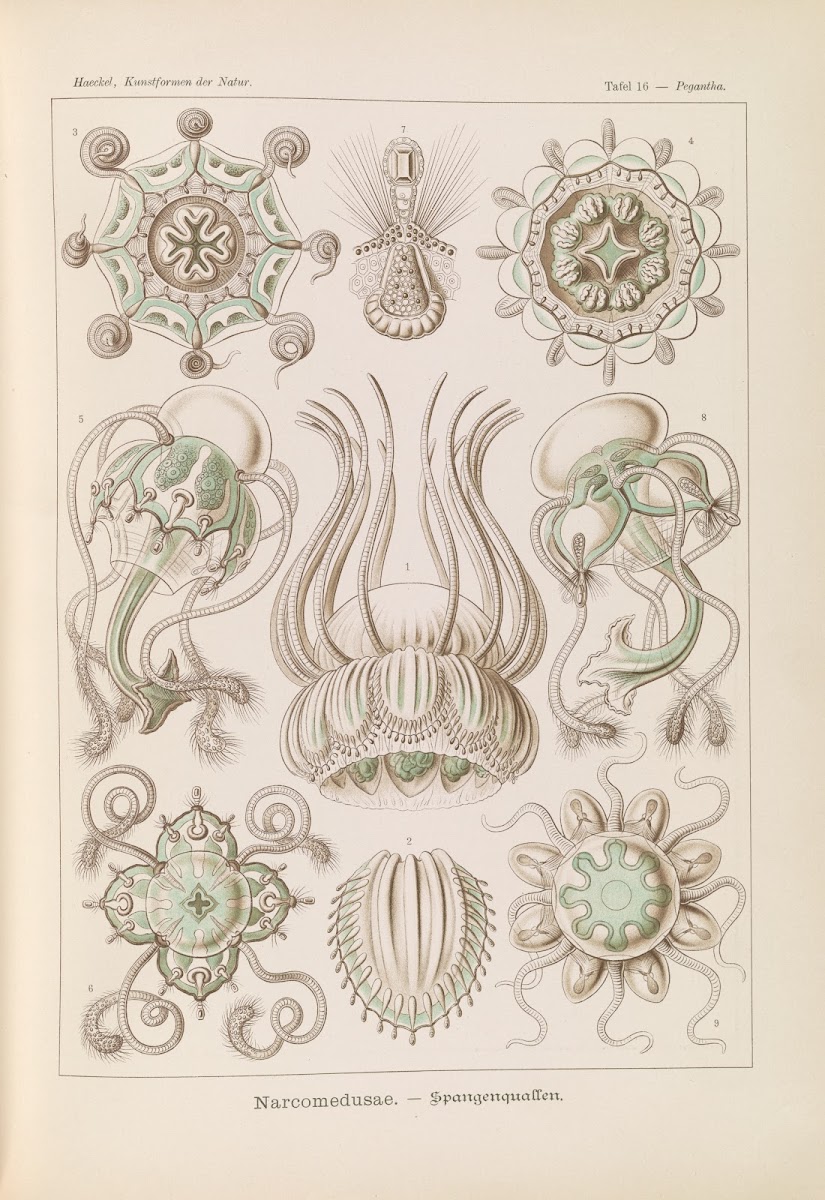 Narcomedusae  Spangenquallen 1904