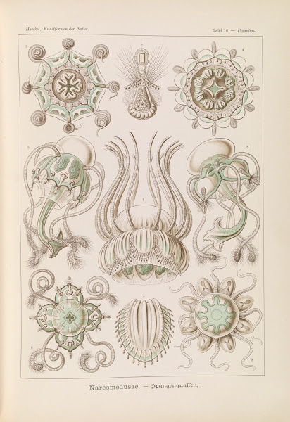 Narcomedusae  Spangenquallen 1904