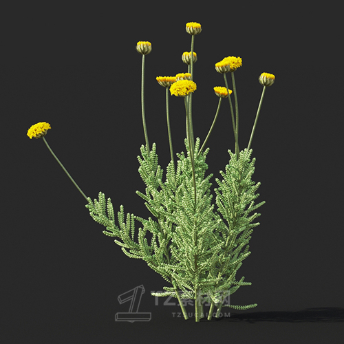 Maxtree - Plant Models Vol.60