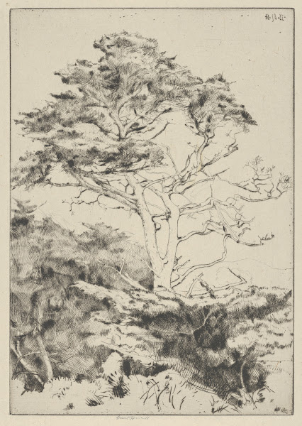 Point Lobos Cypress 1915 1925