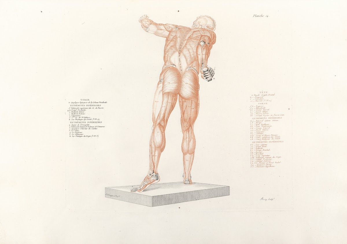 Anatomie du gladiateur combattant Pl15 1812