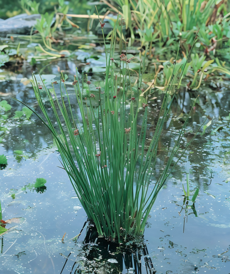 Juncus effusus (Giunco comune) in un laghetto ornamentale, per un design naturalistico.