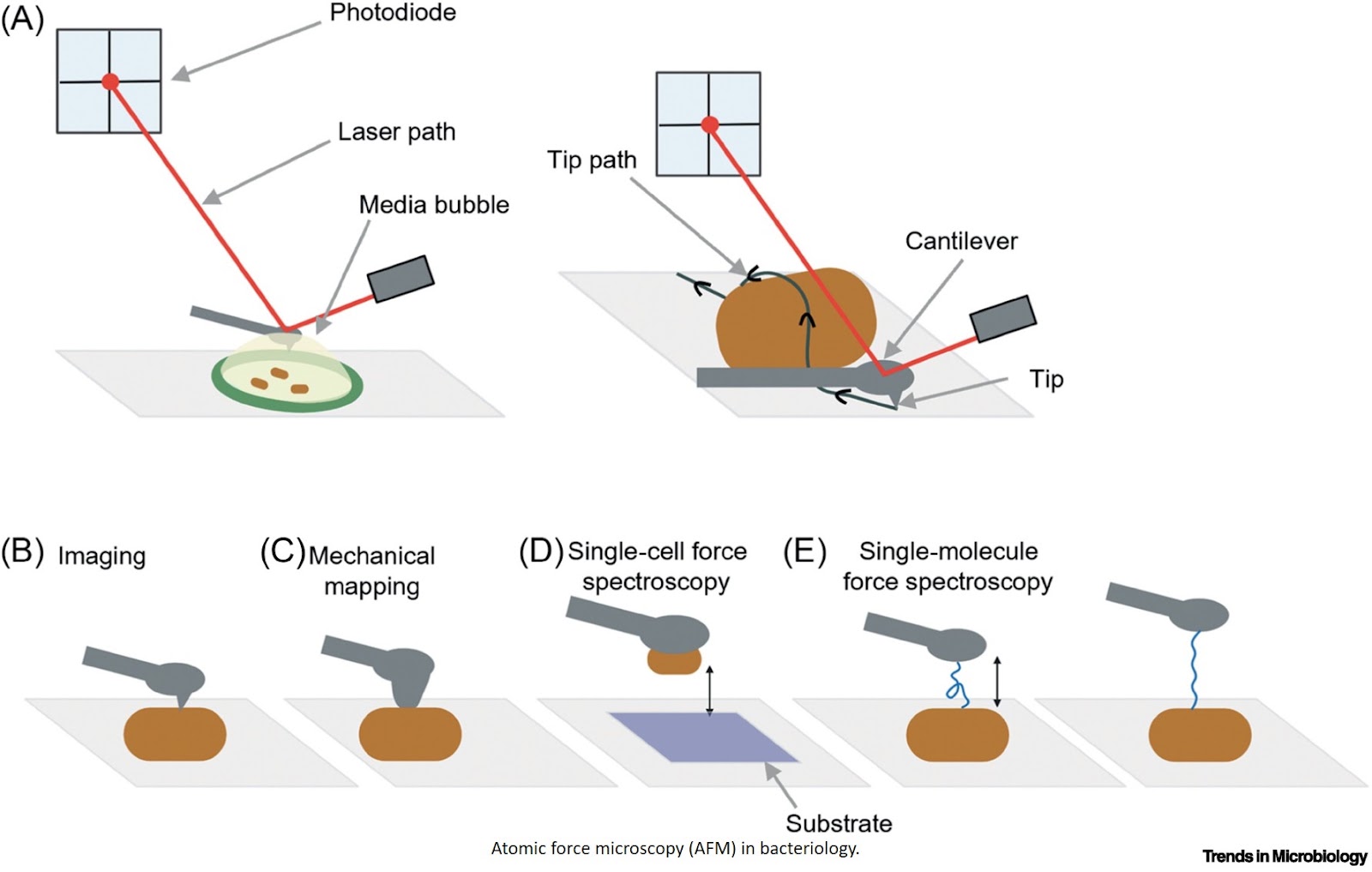 The multifaceted role of atomic force microscopy in bacteriology
