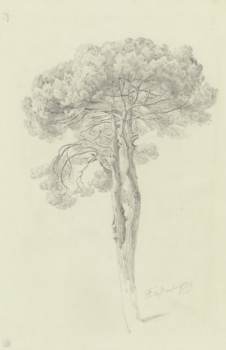 A pine
