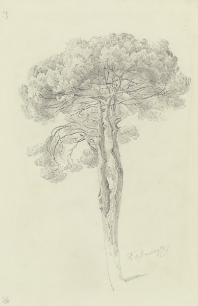 A pine