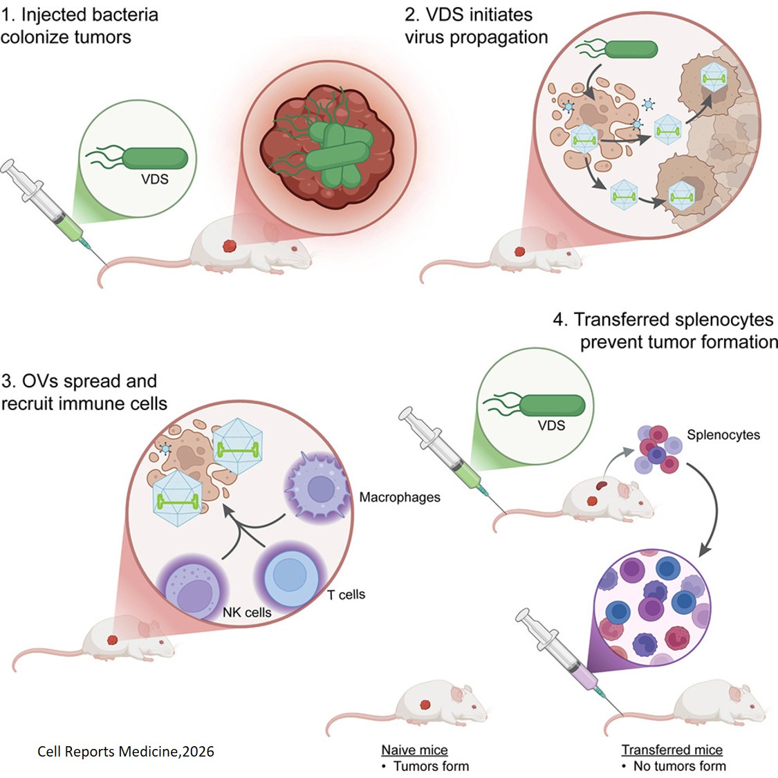 Salmonella vector creates de novo parvovirus that reduces solid tumors and forms antitumor immune memory