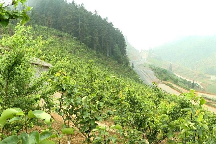 Cuộc sống mới ở Hoàng Hạ - Báo Lào Cai