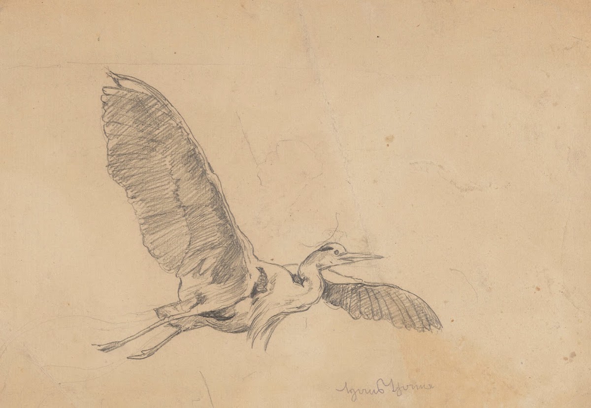 Heron in Flight 1880   1900