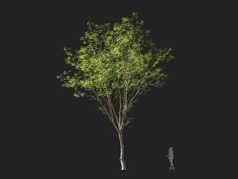 Maxtree - Plant Models Vol.114