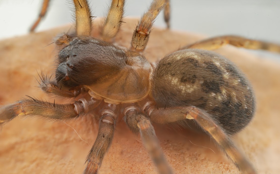 Amaurobius similis