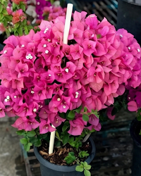 Imported Kimpui Bougainvillea Plant