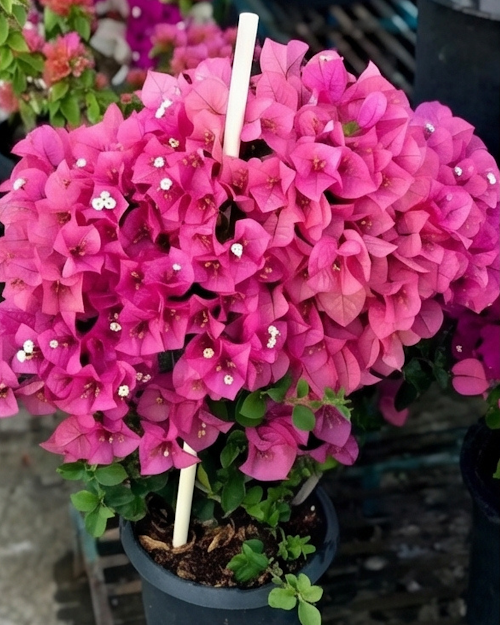 Imported Kimpui Bougainvillea Plant