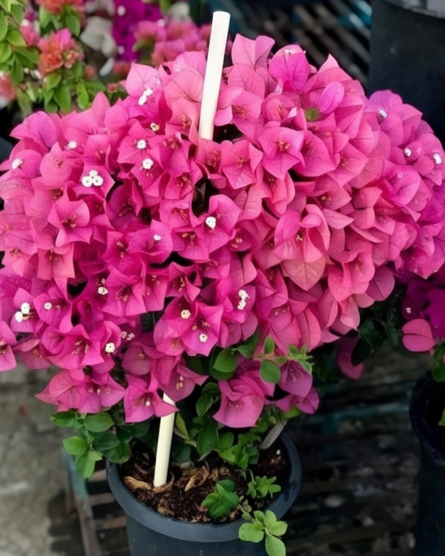Imported Kimpui Bougainvillea Plant — view 1