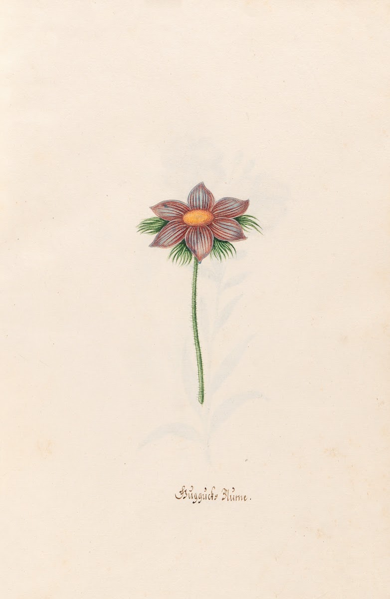 Güggücks Blüme 1692