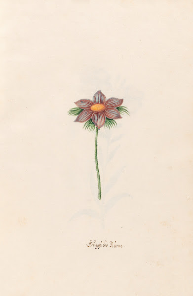 Güggücks Blüme 1692