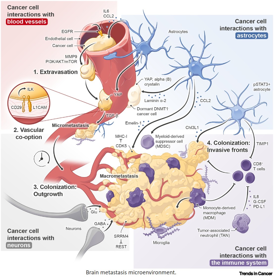 The evolving landscape of brain metastasis: volume II