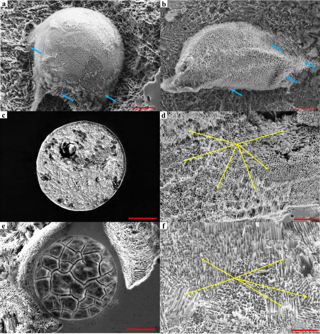 Pitting corrosion behavior of additively manufactured spherical WC/W2C-reinforced stainless steels in chloride-containing solution