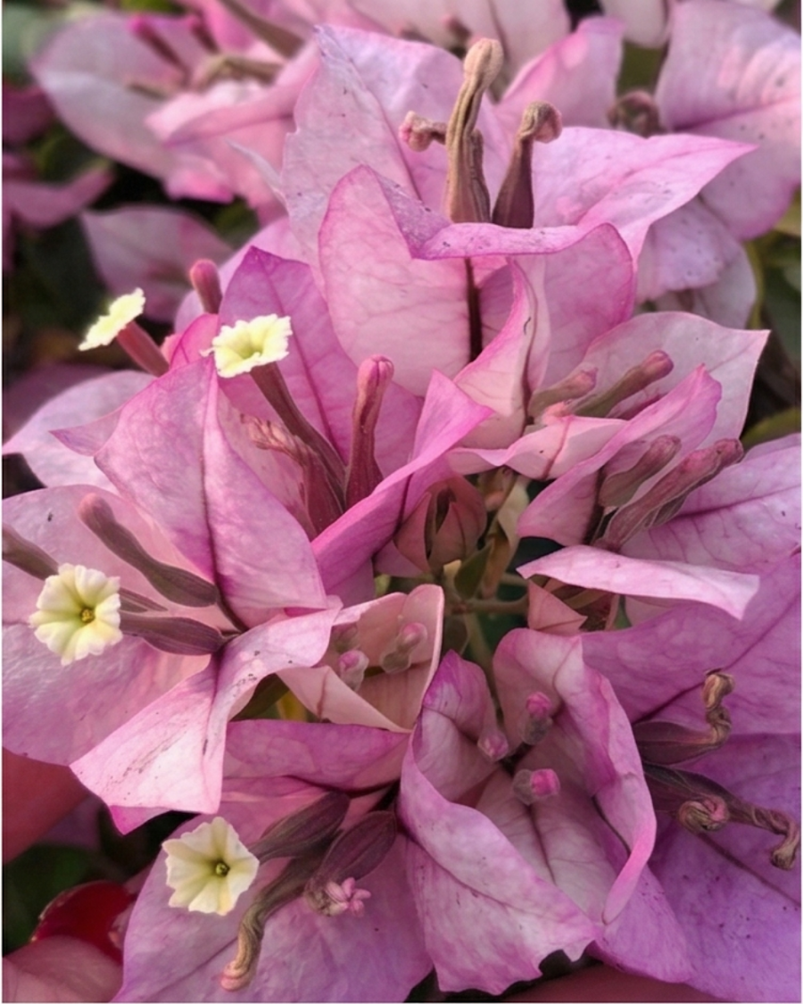 Imported Eva Tri-color Bougainvillea Plant — view 2