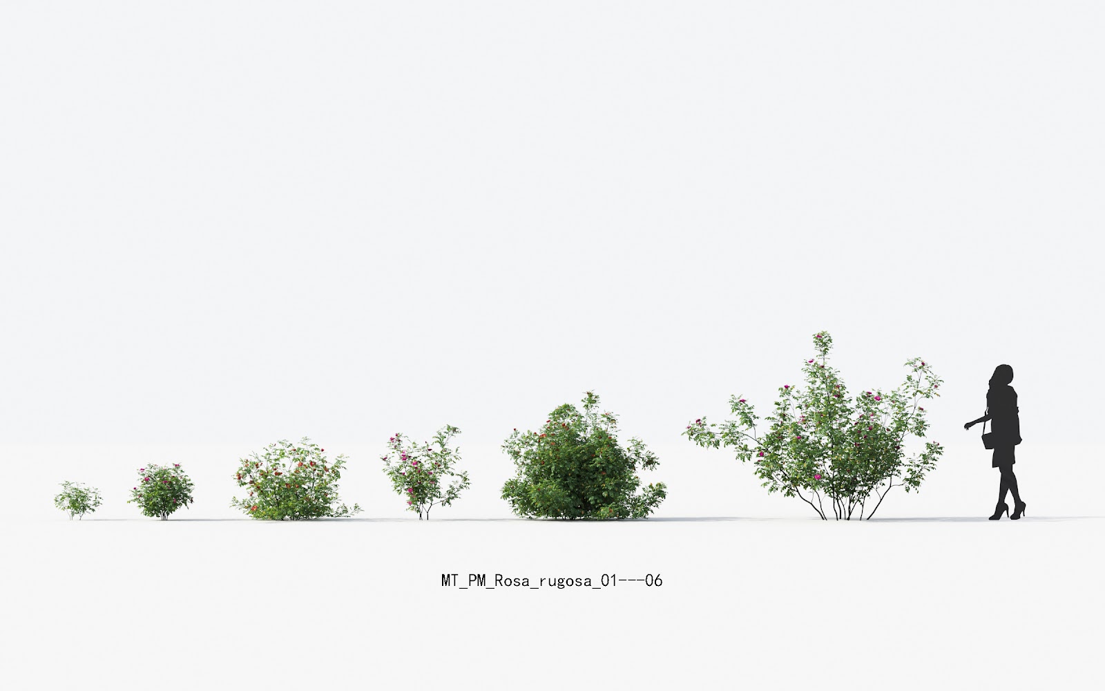 Maxtree - Plant Models Vol.13