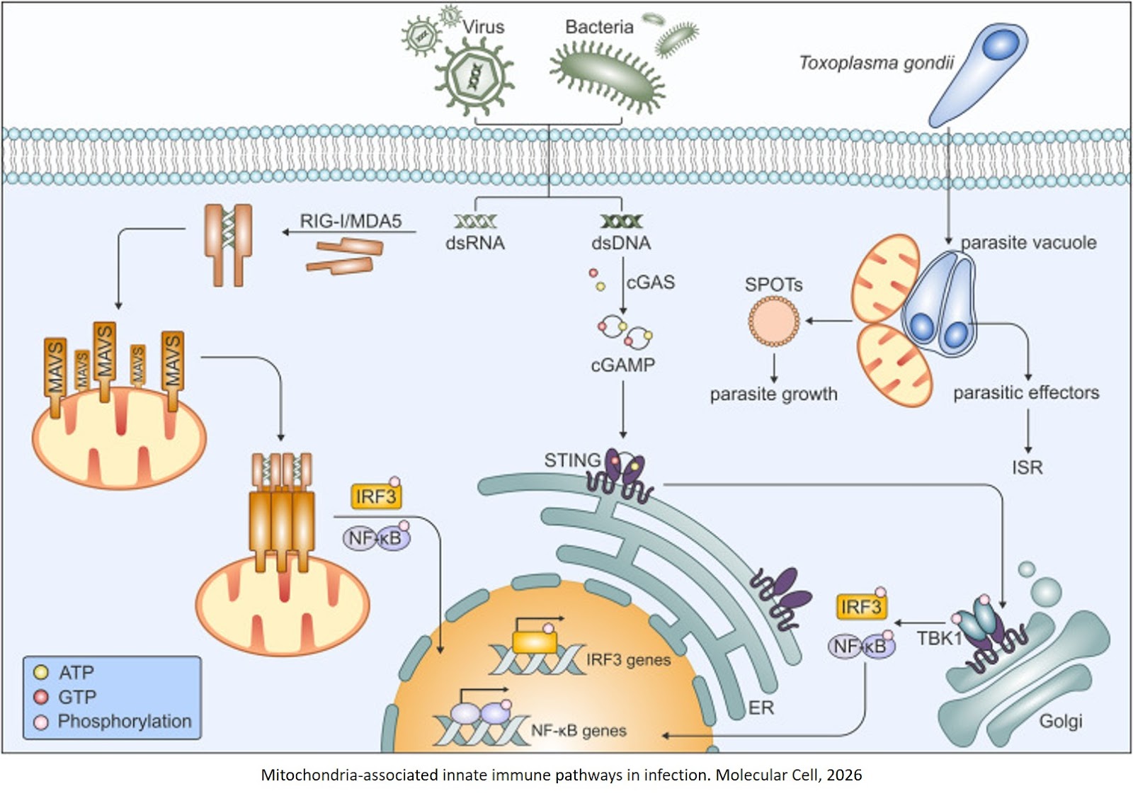 Mitochondria as sources and targets of cellular signaling