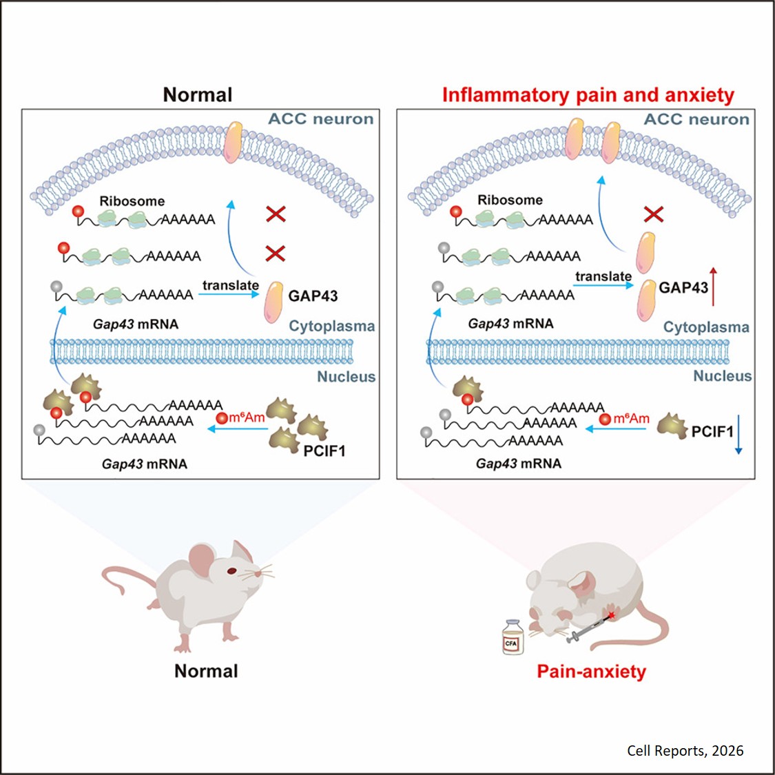 PCIF1-mediated m6  Am modification in ACC neurons  participates in inflammatory pain and anxiety