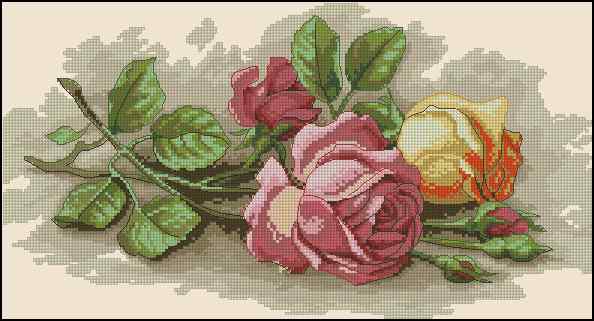 CMP 170186 Rose Cuttings