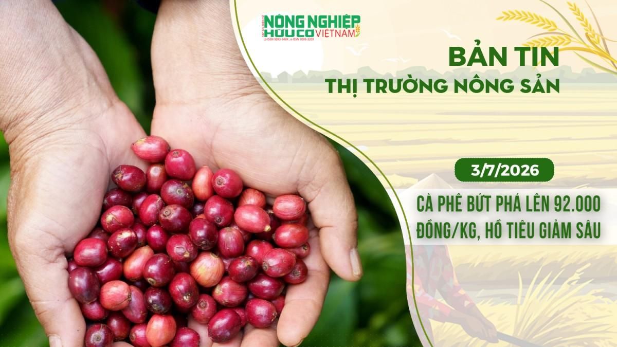 Thị trường nông sản 3/7/2026: Cà phê bứt phá lên 92.000 đồng/kg, hồ tiêu giảm sâu - Nông nghiệp Hữu cơ Việt Nam