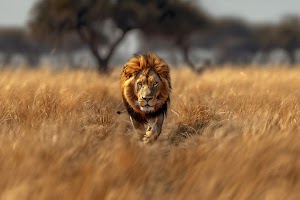 Lion Wallpaper