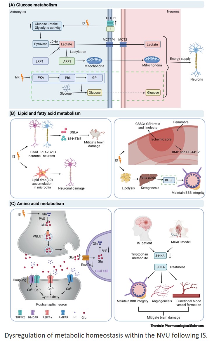 Dynamics and heterogeneity of the neurovascular unit in ischemic stroke