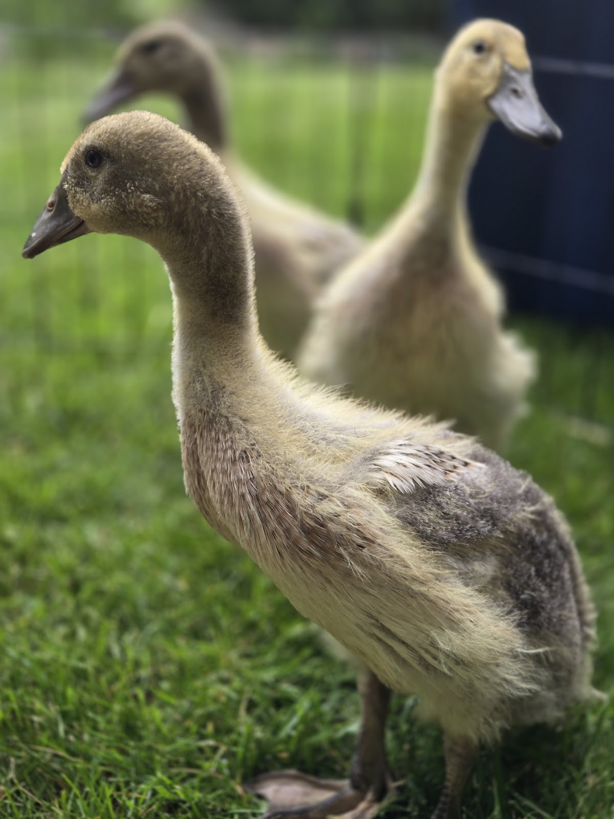 Welsh Harlequin Duckling