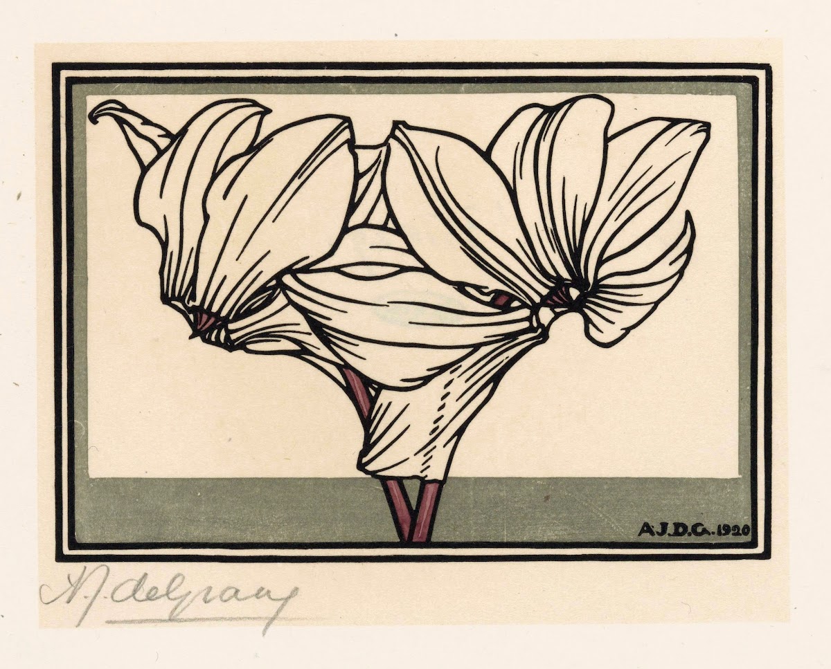 Cyclamen 1920