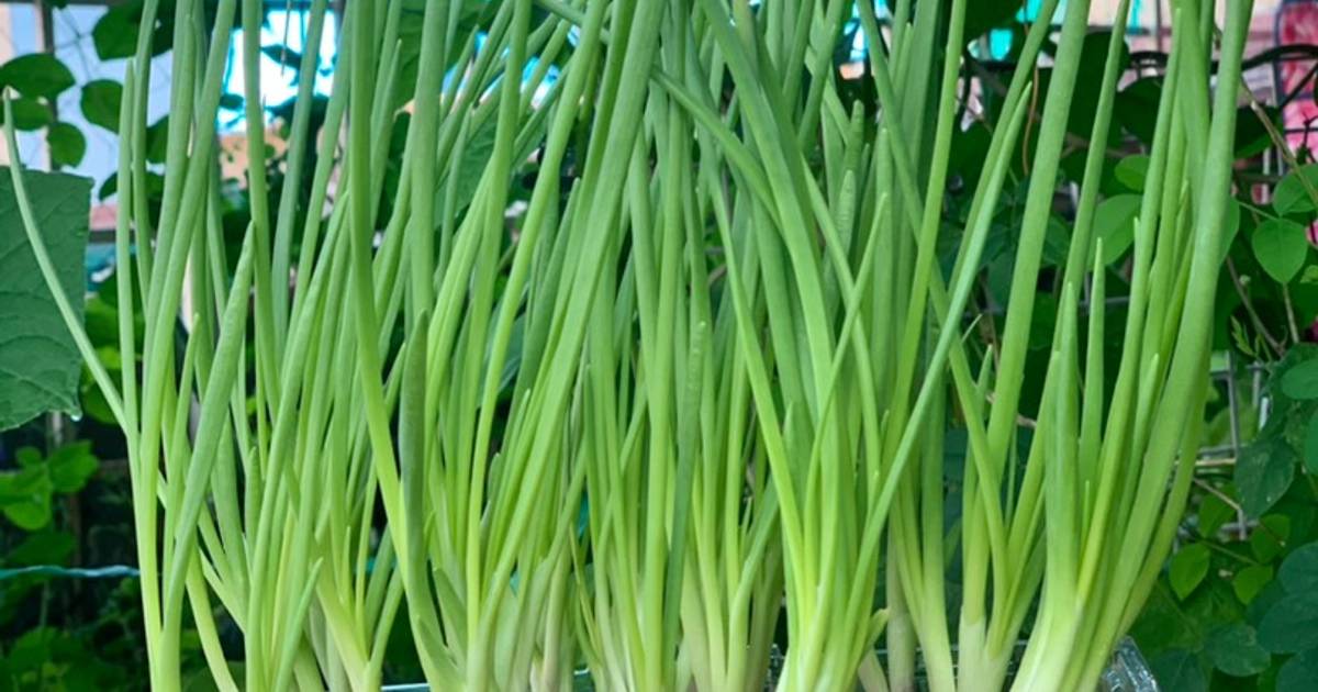 Trồng hành tím thu hoạch hành lá
