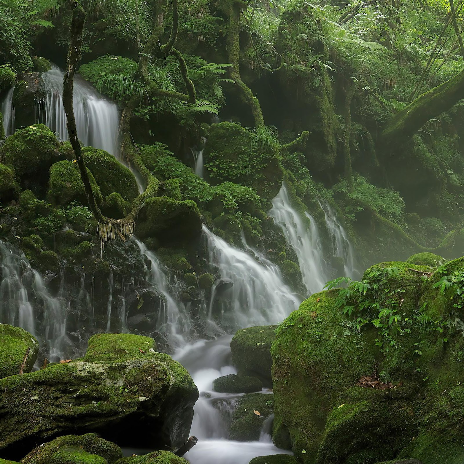 Download Lush Mossy Waterfall In Forest 2K iPhone