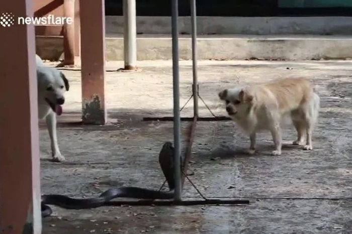 Cặp chó nhà lao vào chiến đấu với rắn hổ mang chúa để bảo vệ chủ - Tạp chí Doanh Nghiệp Việt Nam