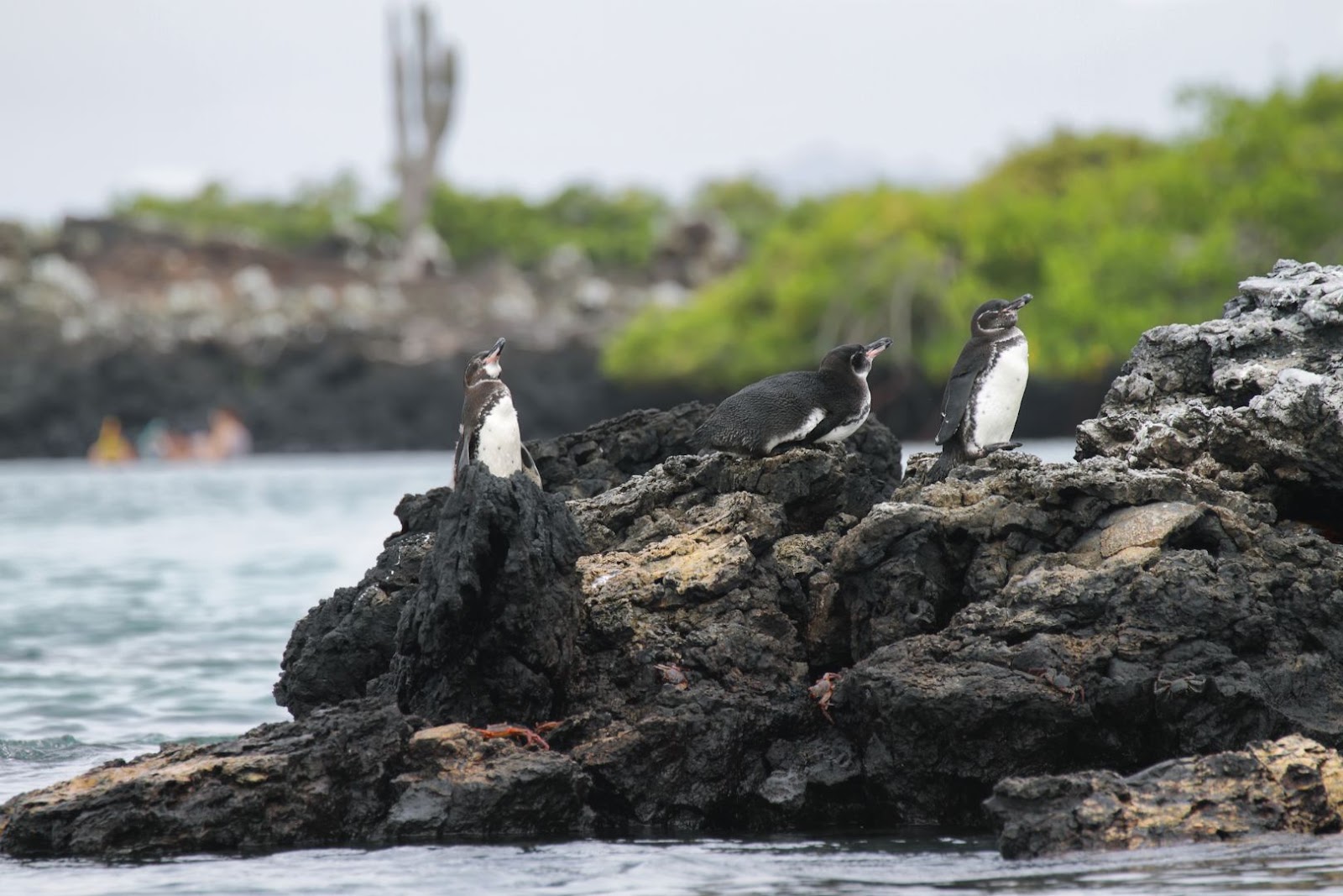 Galápagos penguins standing on dark volcanic rock beside the ocean in the Galápagos Islands.