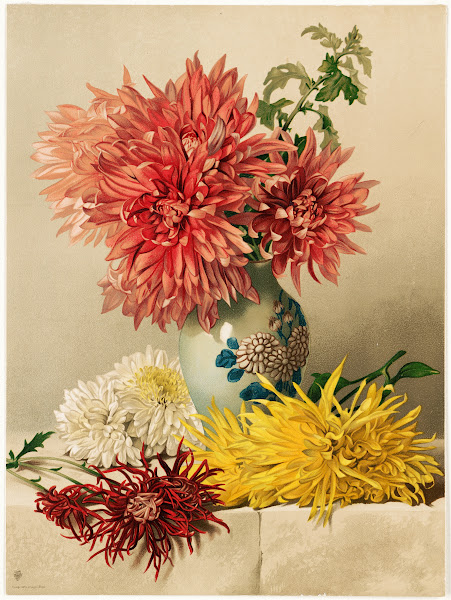 Chrysanthemums 1883