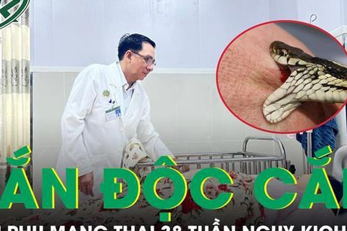 Bị rắn hổ mang cắn, sản phụ mang thai 38 tuần nguy kịch nhập viện khẩn - Báo Sức Khỏe &amp; Đời Sống
