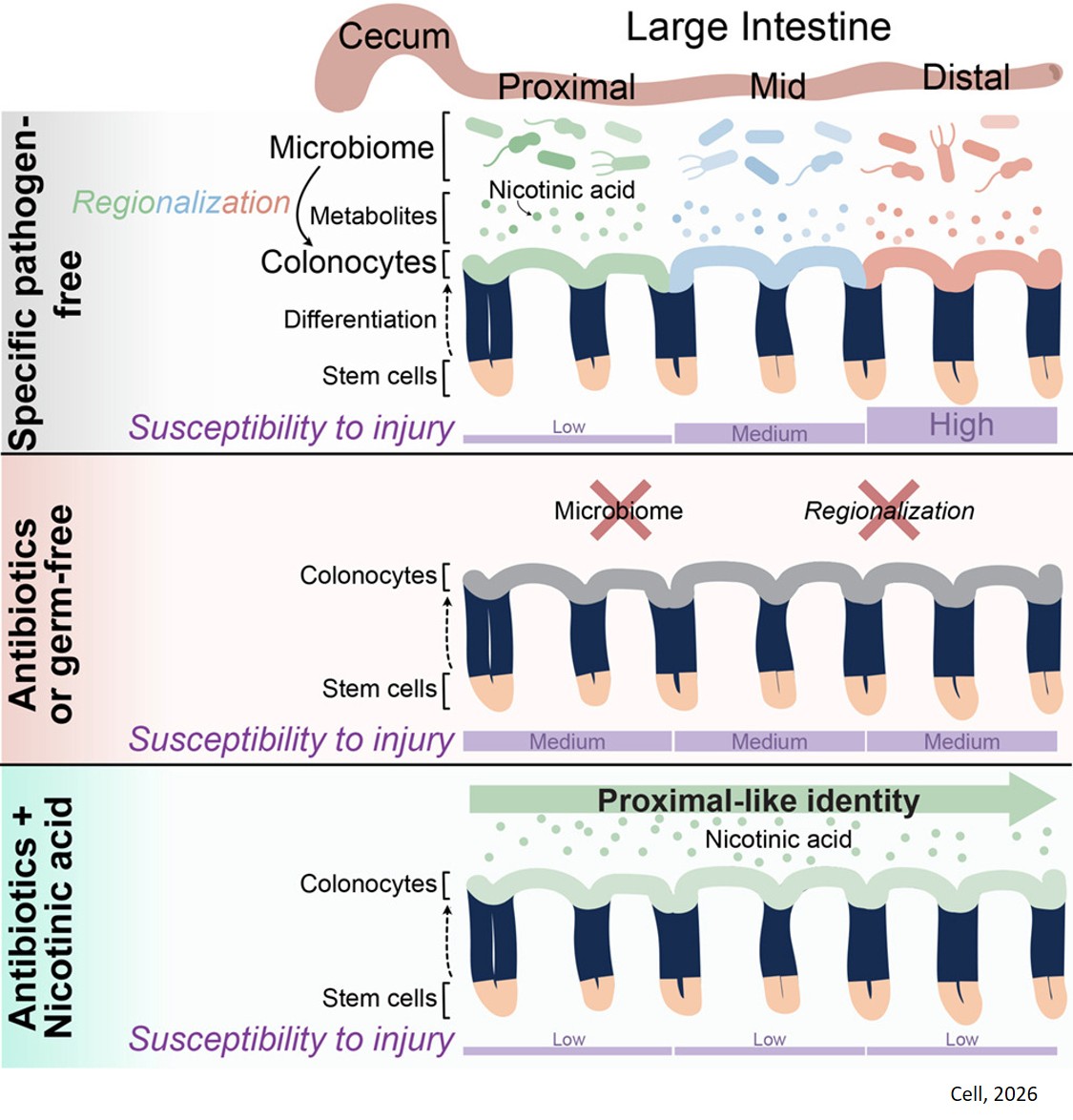 Microbiota derived nicotinic acid protects colon tissue