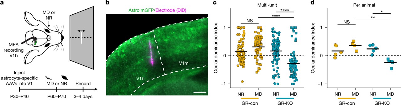 Astrocyte glucocorticoid receptor signalling restricts neuronal plasticity