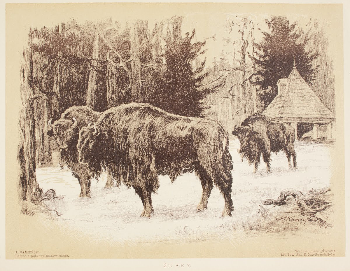 Żubry 1912