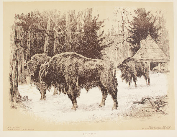 Żubry 1912