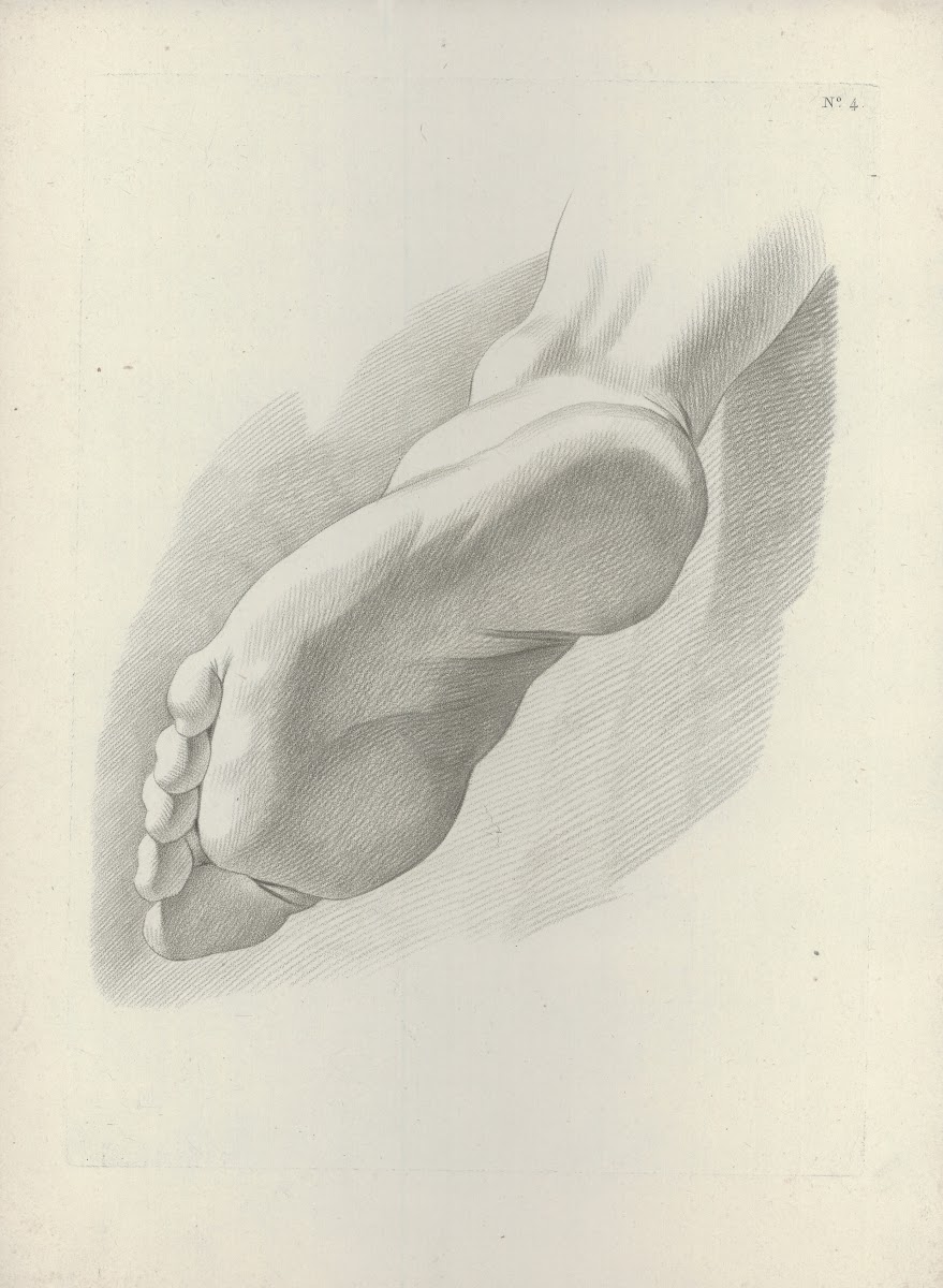 Study of a foot