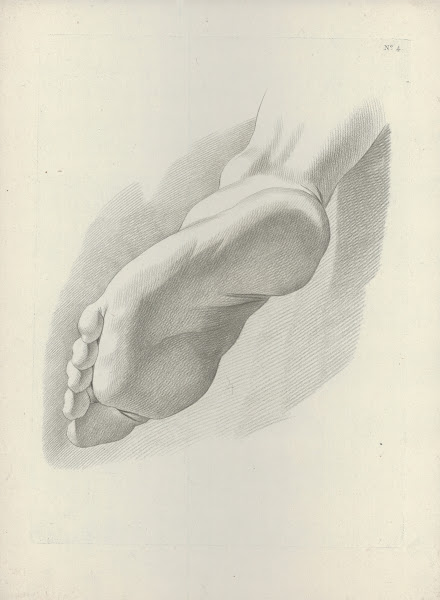 Study of a foot