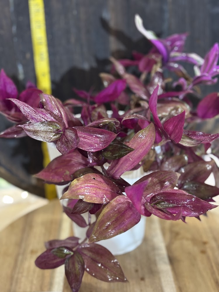 Tradescantia (Wandering Dude)
