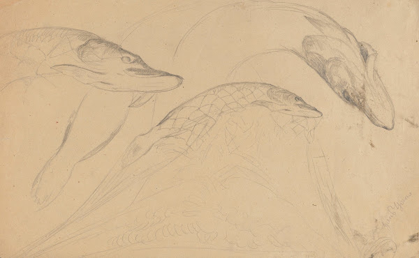Study of Fish Pikes 1875