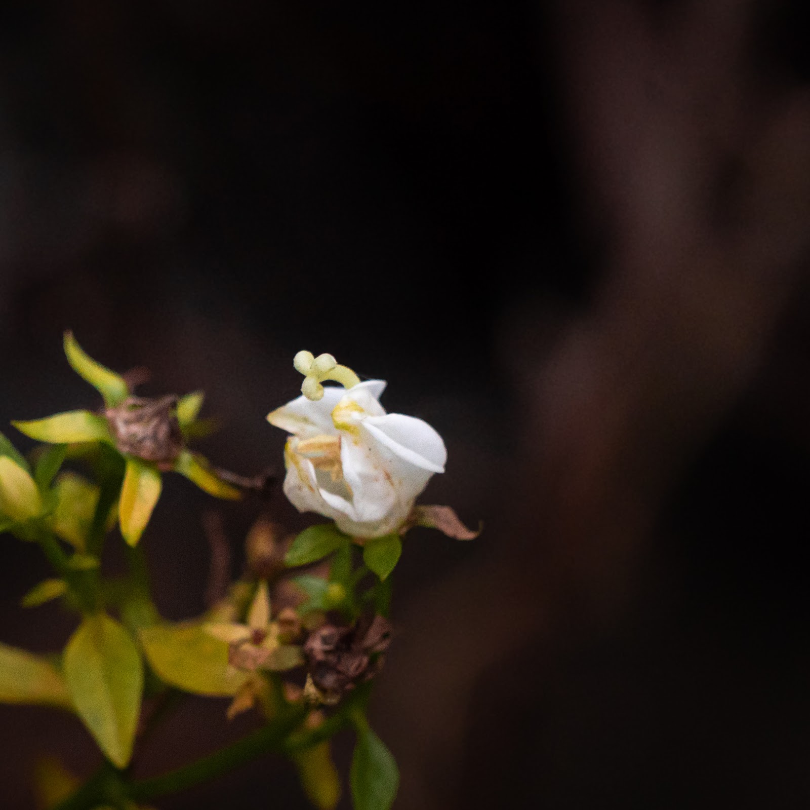 Pequeña flor blanca en la oscuridad