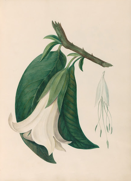Drawings of tropical flowers and fruits from South America Pl26 1830