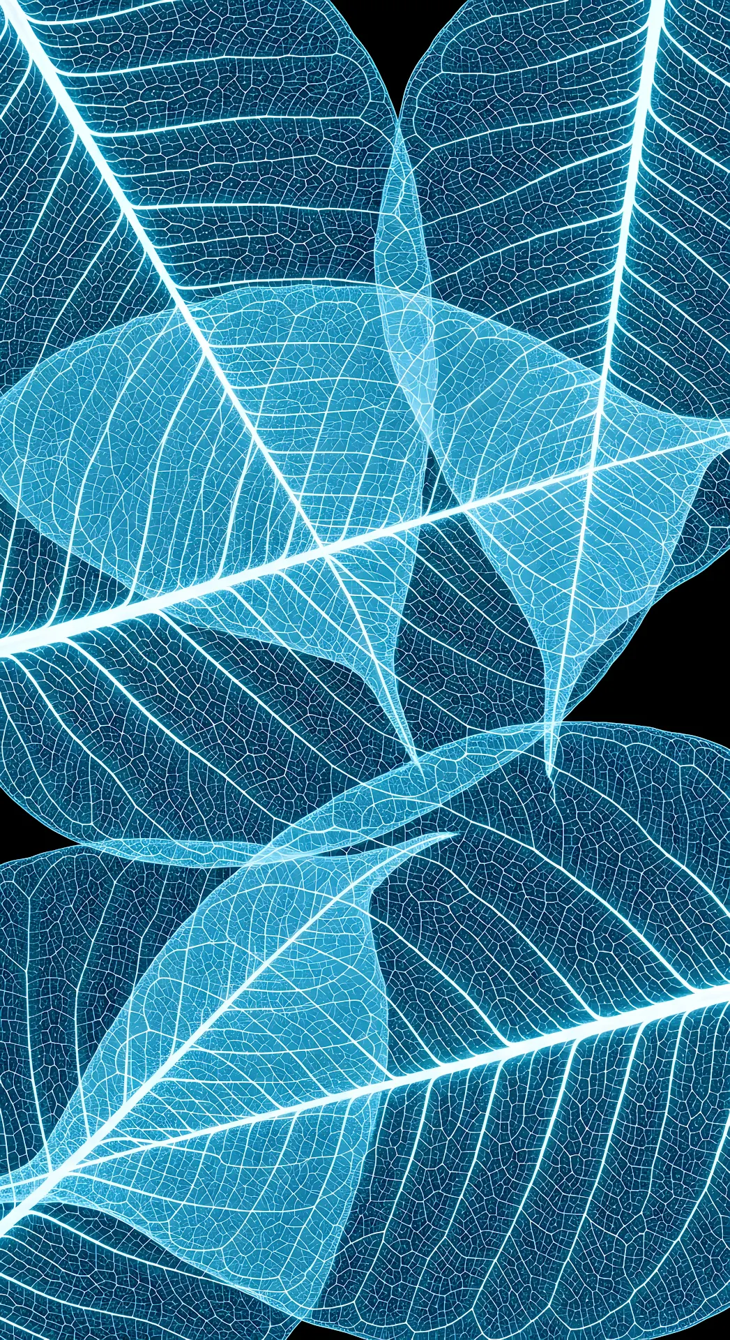 Translucent Blue Leaf Skeletons on Black Background - Free 4K mobile Wallpaper