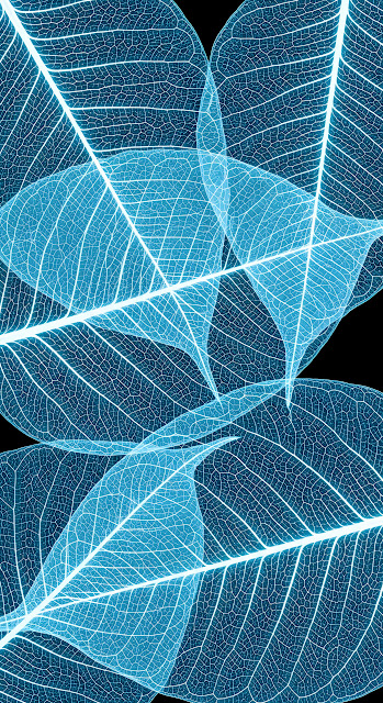 Translucent Blue Leaf Skeletons on Black Background - Free mobile Wallpaper